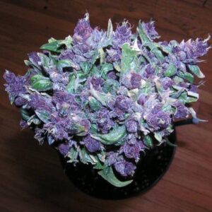 Buy Purple Haze Online in Mauritius